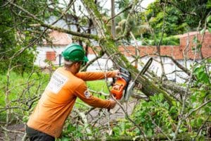 Tree service marketing consultant reviewing local SEO and lead generation growth plans for a tree care business.